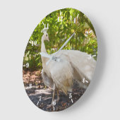 Witte peafowlpauw grote klok (Hoek)