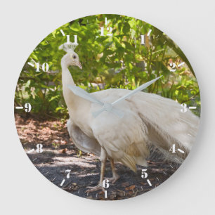 Witte peafowlpauw grote klok