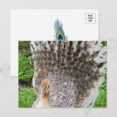 Witte Peahen Briefkaart (Voorkant / Achterkant)