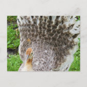 Witte Peahen Briefkaart (Voorkant)