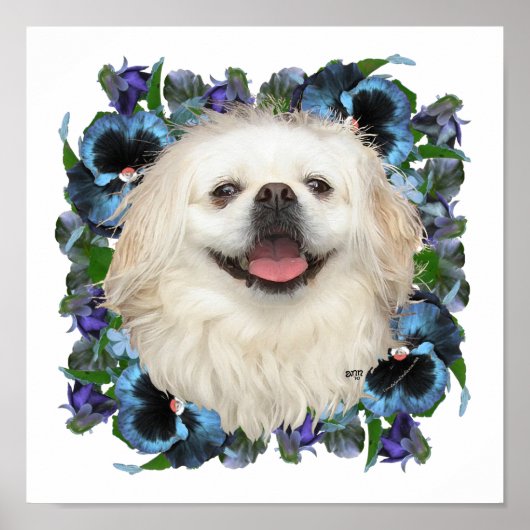 Witte Pekingees met Viooltjes Poster (Voorkant)