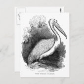 -witte pelicaan briefkaart (Voorkant / Achterkant)