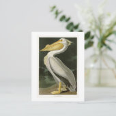 Witte Pelican John James Audubon Birds of America Briefkaart (Staand voorkant)