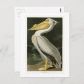 Witte Pelican John James Audubon Birds of America Briefkaart (Voorkant / Achterkant)