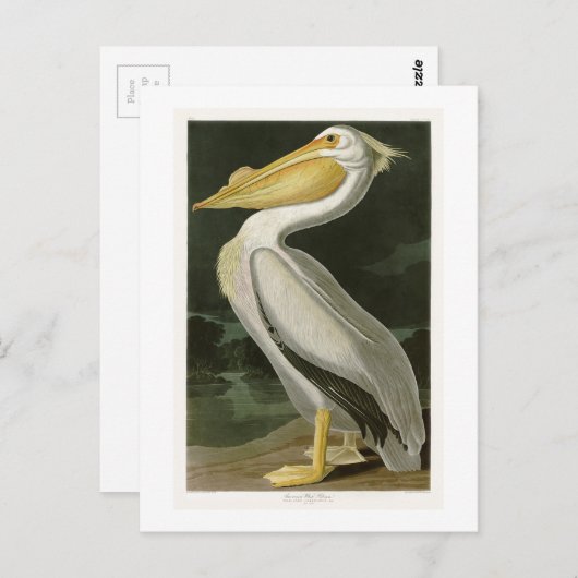 Witte Pelican John James Audubon Birds of America Briefkaart (Voorkant / Achterkant)