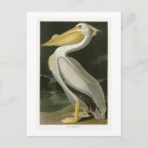 Witte Pelican John James Audubon Birds of America Briefkaart