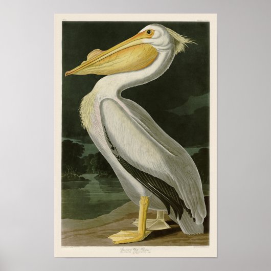 Witte Pelican John James Audubon Birds of America Poster (Voorkant)