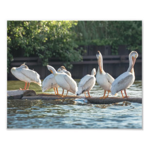 Witte Pelicans op een foto van een logboek Afdrukk Afdruk