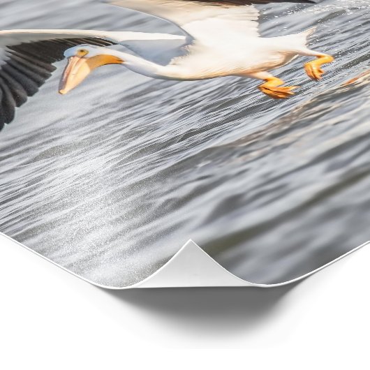 Witte pelikaan die naar water vliegt foto afdruk (Hoek)