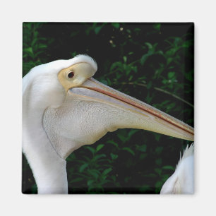 Witte pelikaan magneet
