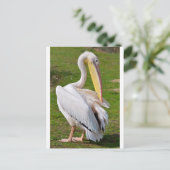 Witte pelikaan op gras briefkaart (Staand voorkant)