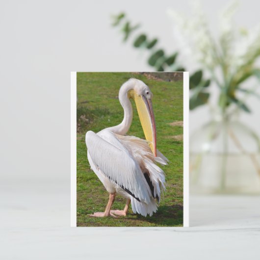 Witte pelikaan op gras briefkaart (Staand voorkant)