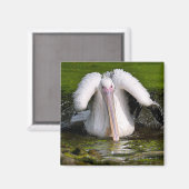 Witte pelikaan op het water ansichtkaart vierkante magneet (Voorkant / Achterkant)