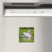 Witte pelikaan op het water magneet (Insitu (Vaatwasser))