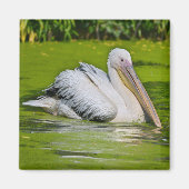 Witte pelikaan op het water magneet (Voorkant)