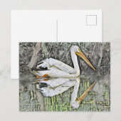 Witte Pelikaan Reflectie in het Olieverfschilderij Briefkaart (Voorkant / Achterkant)