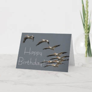 Witte Pelikaan Vogels Wildlife Animal Happy Birthd Kaart