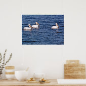 Witte pelikaanse Poster (Keuken)