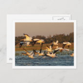 Witte Pelikanen Briefkaart (Voorkant / Achterkant)