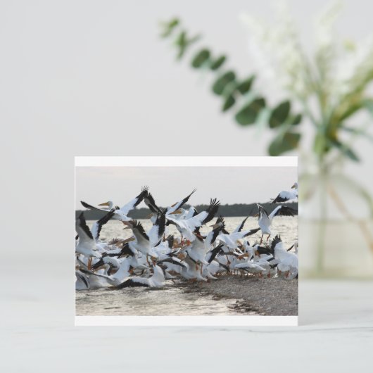 Witte Pelikanen Briefkaart (Staand voorkant)