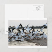 Witte Pelikanen Briefkaart (Voorkant / Achterkant)