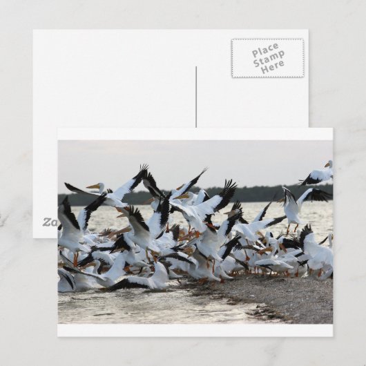 Witte Pelikanen Briefkaart (Voorkant / Achterkant)