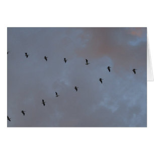 Witte Pelikanen in de vlucht