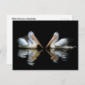 Witte Pelikanen uit Australië Briefkaart (Voorkant / Achterkant)