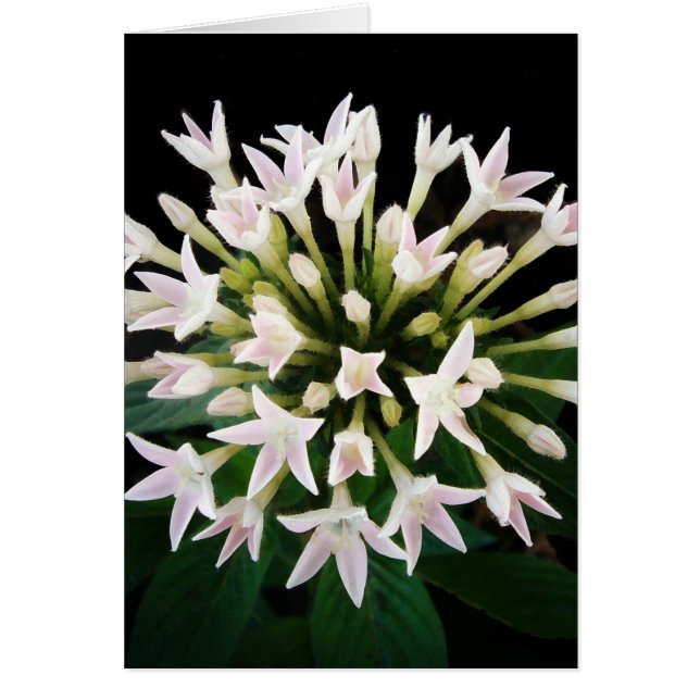 Witte Pentas (Voorkant)