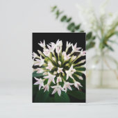 Witte Pentas Briefkaart (Staand voorkant)