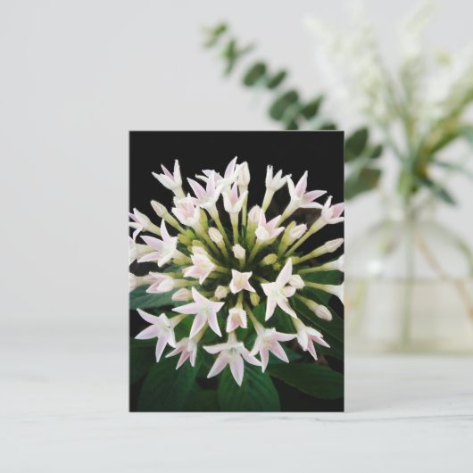 Witte Pentas Briefkaart (Staand voorkant)