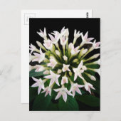 Witte Pentas Briefkaart (Voorkant / Achterkant)