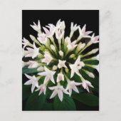 Witte Pentas Briefkaart (Voorkant)