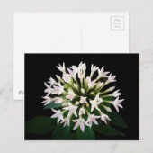 Witte Pentas Briefkaart (Voorkant / Achterkant)