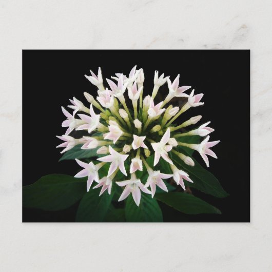 Witte Pentas Briefkaart (Voorkant)