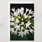 Witte Pentas Briefpapier (Voorkant / Achterkant)