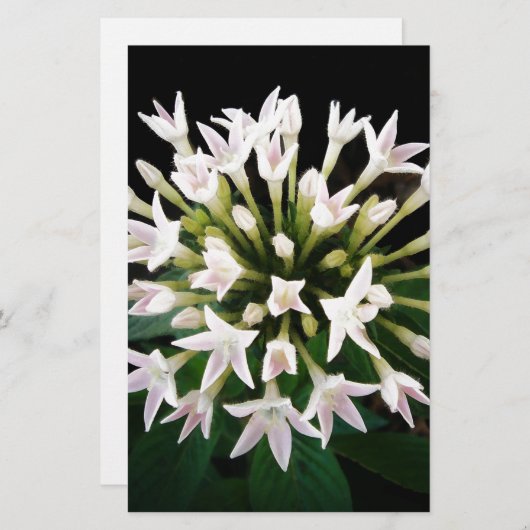 Witte Pentas Briefpapier (Voorkant / Achterkant)