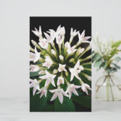 Witte Pentas Briefpapier (Staand voorkant)