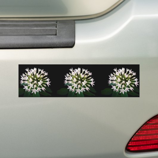 Witte Pentas Bumpersticker (Op auto)
