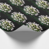 Witte Pentas Cadeaupapier (Hoek)