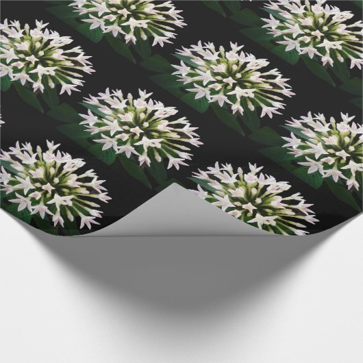 Witte Pentas Cadeaupapier (Hoek)