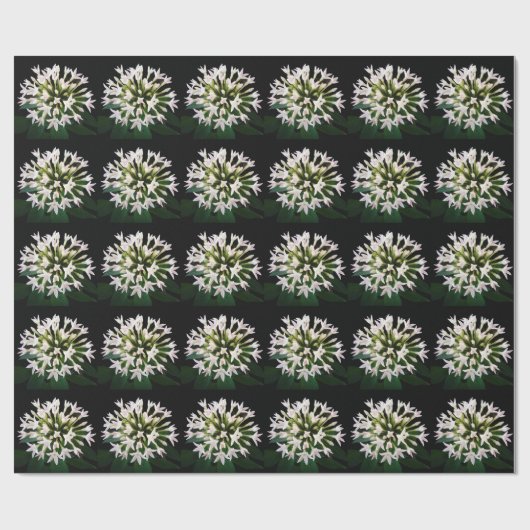 Witte Pentas Cadeaupapier (Vlak)