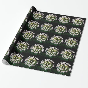 Witte Pentas Cadeaupapier