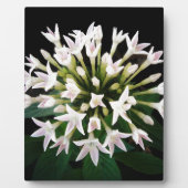 Witte Pentas Fotoplaat (Voorkant)