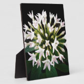 Witte Pentas Fotoplaat (Zijkant)