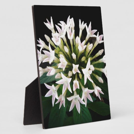 Witte Pentas Fotoplaat (Zijkant)