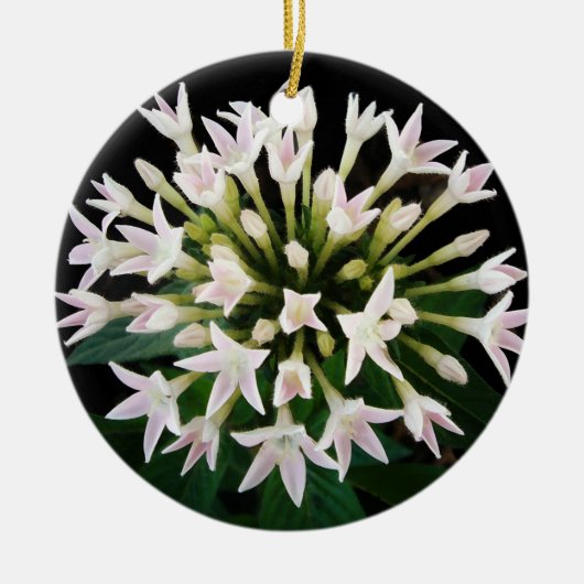 Witte Pentas Keramisch Ornament (Voorkant)
