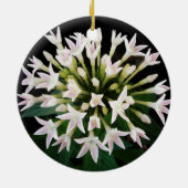 Witte Pentas Keramisch Ornament (Achterkant)