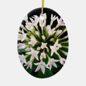 Witte Pentas Keramisch Ornament (Voorkant)