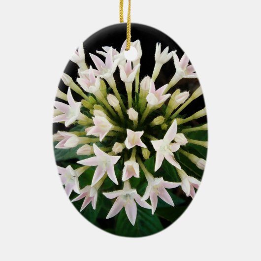 Witte Pentas Keramisch Ornament (Achterkant)